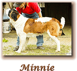 Minnie